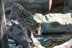 Wilver cat - ljubavnik daje